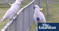Cockatoos start sipping from Sydney’s drinking fountains after mastering series of complex moves