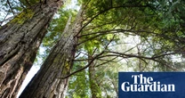 ‘Win-win’: new maps reveal best opportunities for global reforestation