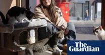 ‘It’s better for them than being in a cage!’ Why are cat cafes suddenly so controversial?
