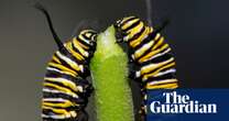 Biology Sleeping beauties: the evolutionary innovations that wait millions of years to come good – podcast