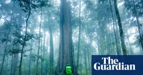 ‘This is bad news’: Australian tropical rainforest trees switch in world first from carbon sink to emissions source
