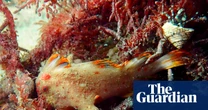 Blue mushrooms, shy trees and glowing seas: Beaker Street science photography prize – in pictures