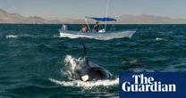 ‘Swimming with orcas is out of control’: can new rules keep tourists and Mexico’s whales safe?