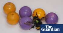 Biology Bumblebees get a buzz out of playing with balls, study finds