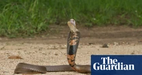 Blood thinner could be used to treat cobra venom, global study suggests