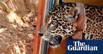 How Bolivia’s breakthrough in jaguar rehabilitation could bring the big cat back from the brink