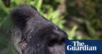 Mountain gorillas are back from the brink. But what happens if they run out of room?