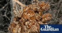 TV tonight: David Attenborough’s skin-crawling new nature series