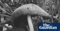 Fertility, decay and renewal in Ying Ang’s Fruiting Bodies – in pictures