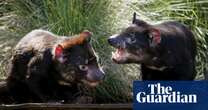 Tasmanian devil analysis challenges study suggesting facial tumour disease decline