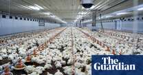 Chicken manure can be classified as industrial waste, judge rules