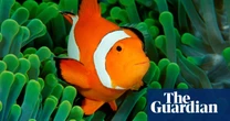 ‘Nemo’ clownfish drive away species with same stripes, study suggests