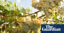 What to drink with seafood? Albariño is its natural companion | Hannah Crosbie on drinks