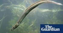 Conservationists criticise UK export of millions of endangered eels to Russia