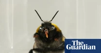 Do bees have inner lives? Slow-motion video reveals bumblebee behaviour similar to ‘liking’ or ‘disliking’