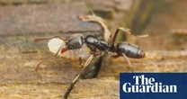 Ant no stopping us now: insect with potent bite continues march across US