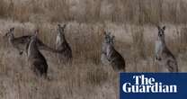 Calls to halt kangaroo culling after bushfires raze swaths of Victoria’s Grampians