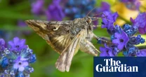 ‘Tiny melodies’: musician uses moths’ flight data to compose piece about their decline