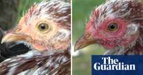 Hens appear to blush when scared or excited, researchers find