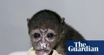‘To them a power line is a line of trees’: Costa Rica moves to protect howler monkeys from electrocution
