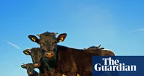 ‘British food will disappear’: trade deal after Brexit is hitting UK farmers hard
