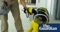 All the buzz: US dog helps researchers identify bacteria that harms honeybees