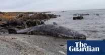 Why do whales beach themselves? A vial of parasites in a Tasmanian museum may hold the answer