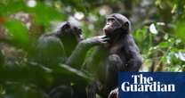 Bonobos not the peace-loving primates once thought, study reveals