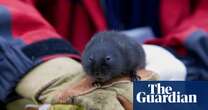 Beavers create habitat suitable for water voles in Scottish rainforest