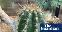 Plantwatch: the cactus that lures bats with its fuzzy acoustic hat