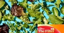 ‘I ate the whole bag like a packet of crisps’: the best supermarket salad bags, tasted and rated