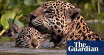 Week in wildlife in pictures: jaguar cuddles, a supermarket cockatoo and a seal in Canary Wharf