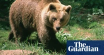 French hunter, 81, avoids jail after killing endangered female bear in Pyrenees