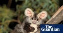 Murray Watt urged to intervene after accusations proposed Queensland coalmine clearing land in greater glider habitat