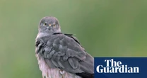 First Montagu’s harrier chicks born in UK since 2019 take flight