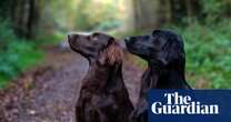 Scientists shed light on gene mutation that makes labradors prone to obesity