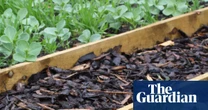 Soil in need of some love? Sow green manure in your garden and you’ll reap the benefits
