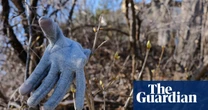 Life Cycle of a Moth by Rowe Irvin review – captivating story of maternal love and male violence
