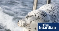 Seal escapes from pod of killer whales by jumping on to photographer’s boat