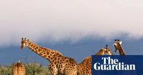 Everything Evolves by Mark Vellend review – can Darwin explain JD Vance?