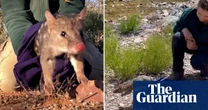 Quoll and possum species brought back from local extinction in the Ikara-Flinders ranges  – video