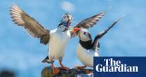 Sandeels vs the EU: how the puffin’s favourite food sparked first post-Brexit courtroom trade battle