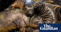 Week in wildlife – in pictures: puffins on the rebound, a sticky turtle and a joey named Sprout