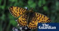 Mass planting of marsh violets key to saving rare UK butterfly, says National Trust