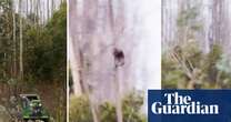 Video shows koalas clinging to trees as gum trees cut down on Kangaroo Island – video