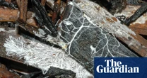 Country diary: Look beneath the leafy lasagne, life is getting busy | Phil Gates