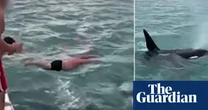 ’Shocking' and 'stupid': New Zealand man fined after attempting to 'body slam' an orca  – video