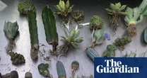 Brisbane woman sentenced to prison for importing illegal cacti and plants in fake lingerie packages