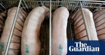 Calls to ban restrictive pens for pregnant pigs after analysis of footage from Devon farm