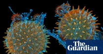 Magnifying the minuscule: Nikon Small World photomicrography 2025 – in pictures